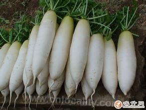 Caojiezi's radish