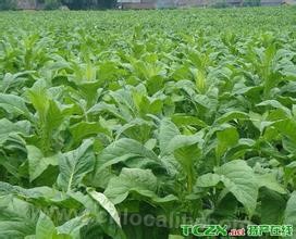 Guoyang tobacco