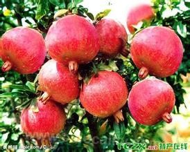 Duanyuan pomegranate