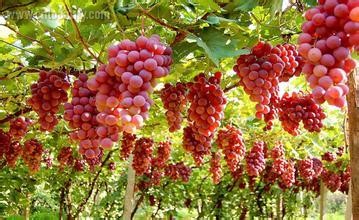 zhangjiawan grapes