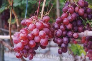 Dazhuang grapes