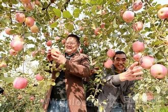 Huaibei apple