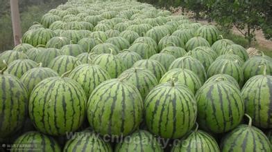 Dangshan watermelon