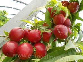 Nectarine in Dangshan greenhouse