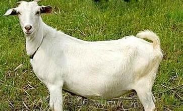 Xiaoxian white goat