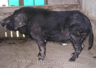 Dingyuan black pig