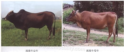 Minnan cattle