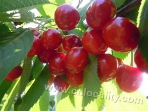 Tongzhou big cherry