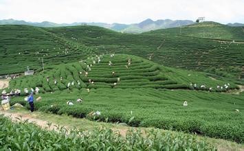 Taipin high mountain tea