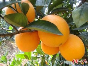 Caixi navel orange