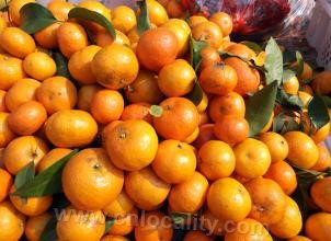 Kumquat in Nanyang