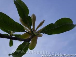 Magnolia officinalis