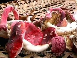 Baoshan russula