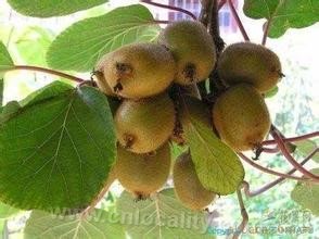 Kiwifruit in Jianning