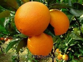 Luyang navel orange