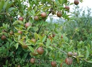 Youxi camellia oleifera