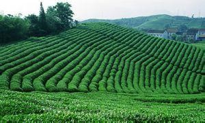 Shouning high mountain tea