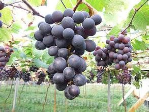 Fuan Jufeng Grape