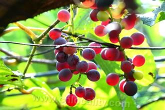 Fuan thorn grape