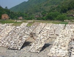 Dried bamboo shoots in the first Qishan ...