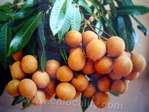 Quanzhou longan