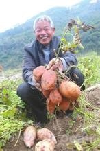 Shuguang sweet potato