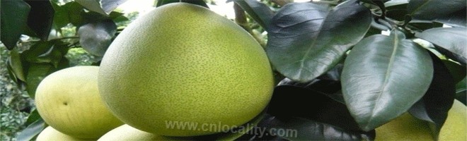 Xincun Guanxi honey pomelo