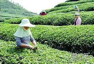 Lianhua alpine tea