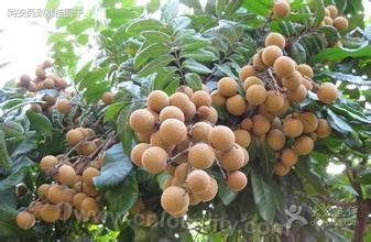 Pineapple ear longan