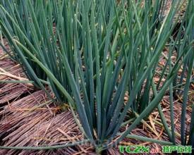 Shangguan shallot