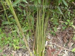 Wild bamboo shoots