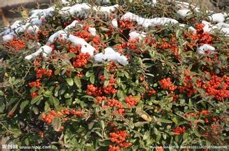 Fire thorn fruit