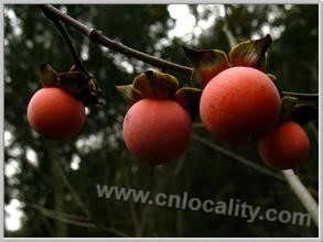 Wild persimmon