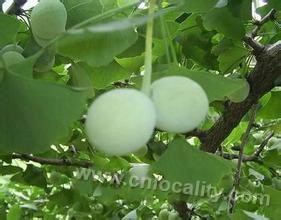 Zhongba ginkgo