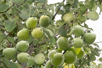 Baihe papaya