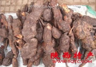 Baihe Polygonum multiflorum Thunb