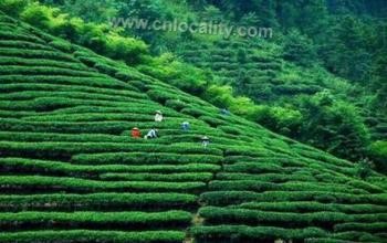 Zhenping alpine tea