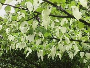 dove tree