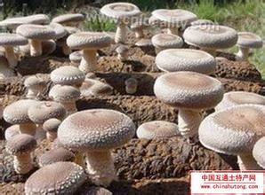 Qinshi brand mushrooms