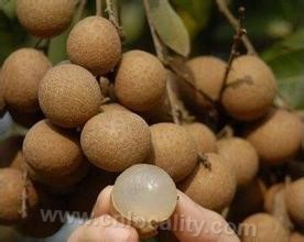 Yuxi longan