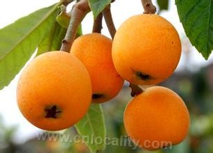 Yidu loquat