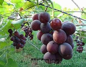 Guanchao Jufeng Grape