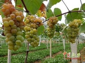 Hubei grapes