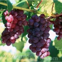 Hengjiang grapes