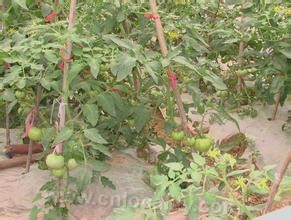 Wubei pollution-free vegetables