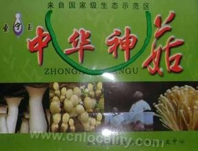 Chinese mushroom