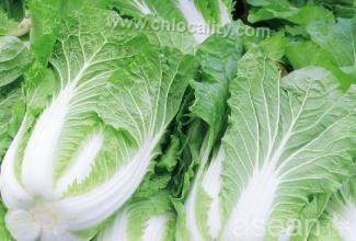 Tianjin Chinese cabbage