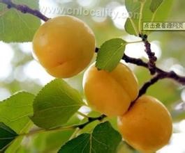 Kuche apricot