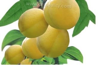 Kuqa small white apricot