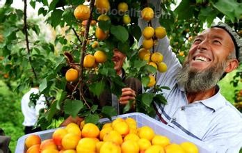 Xinjiang apricot